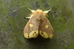 Euproctis quadrangularis