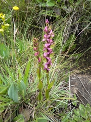 Disperis tysonii