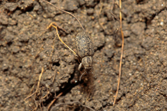 Cycloderes pilosulus