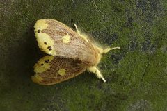 Euproctis quadrangularis