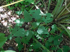 Vasconcellea cauliflora