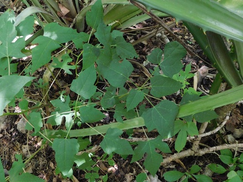 Vasconcellea cauliflora, photograph 1