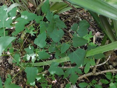 Vasconcellea cauliflora, photograph (c) Neptalí Ramírez Marcial, some rights reserved (CC BY)