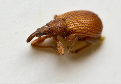 Apion haematodes