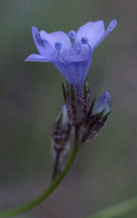 Polemoniaceae