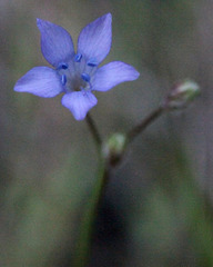 Polemoniaceae