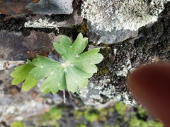 Delphinium nudicaule