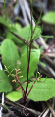 Polemoniaceae