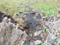 Delphinium nudicaule