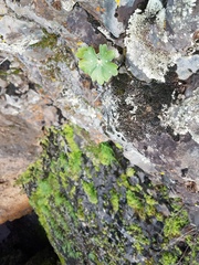 Delphinium nudicaule