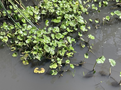 Hydrocotyle image