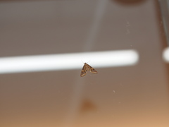 Eoophyla conjunctalis