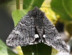 Litocala sexsignata
