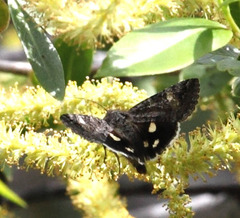 Litocala sexsignata