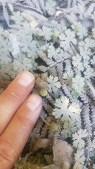 Hydrocotyle dissecta