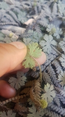 Hydrocotyle dissecta