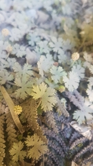 Hydrocotyle dissecta