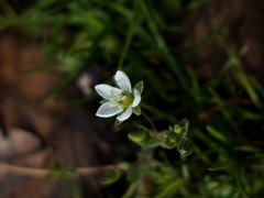 Sabulina californica