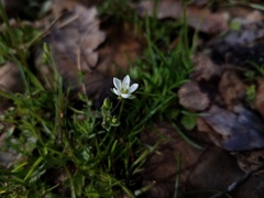 Sabulina californica