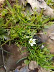 Sabulina californica
