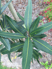 Pseudopanax crassifolius × lessonii