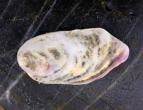 Southern Flat Oyster, photo 7 of 10