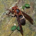 Black-bellied Hornet - Photo (c) 羅忠良, some rights reserved (CC BY-NC), uploaded by 羅忠良
