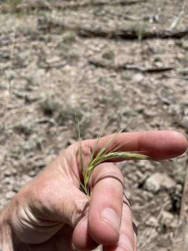 Image of Elymus longifolius by (c) Martin Purdy, some rights reserved (CC BY)