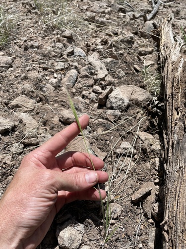 Image of Elymus longifolius by (c) Martin Purdy, some rights reserved (CC BY)