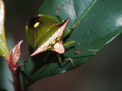 Anaca fasciata
