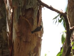 Gerygone magnirostris