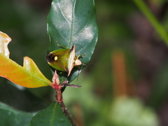 Anaca fasciata