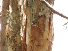 Gerygone magnirostris