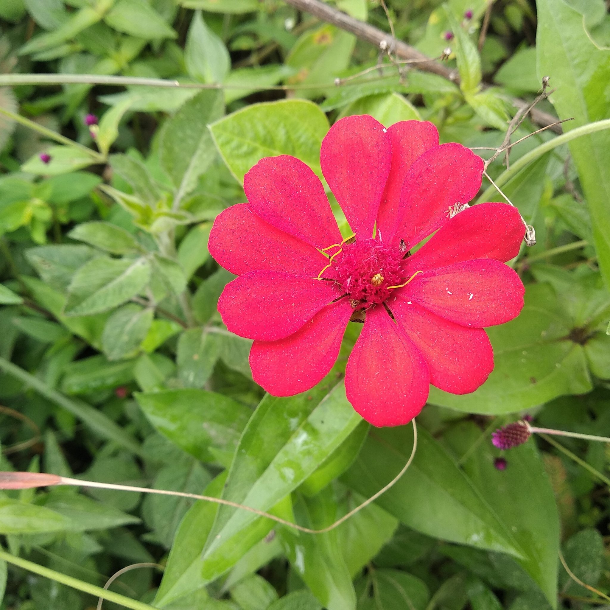 Zinnia elegans image