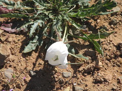 Oenothera deltoides