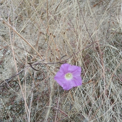 Ipomoea ternifolia leptotoma