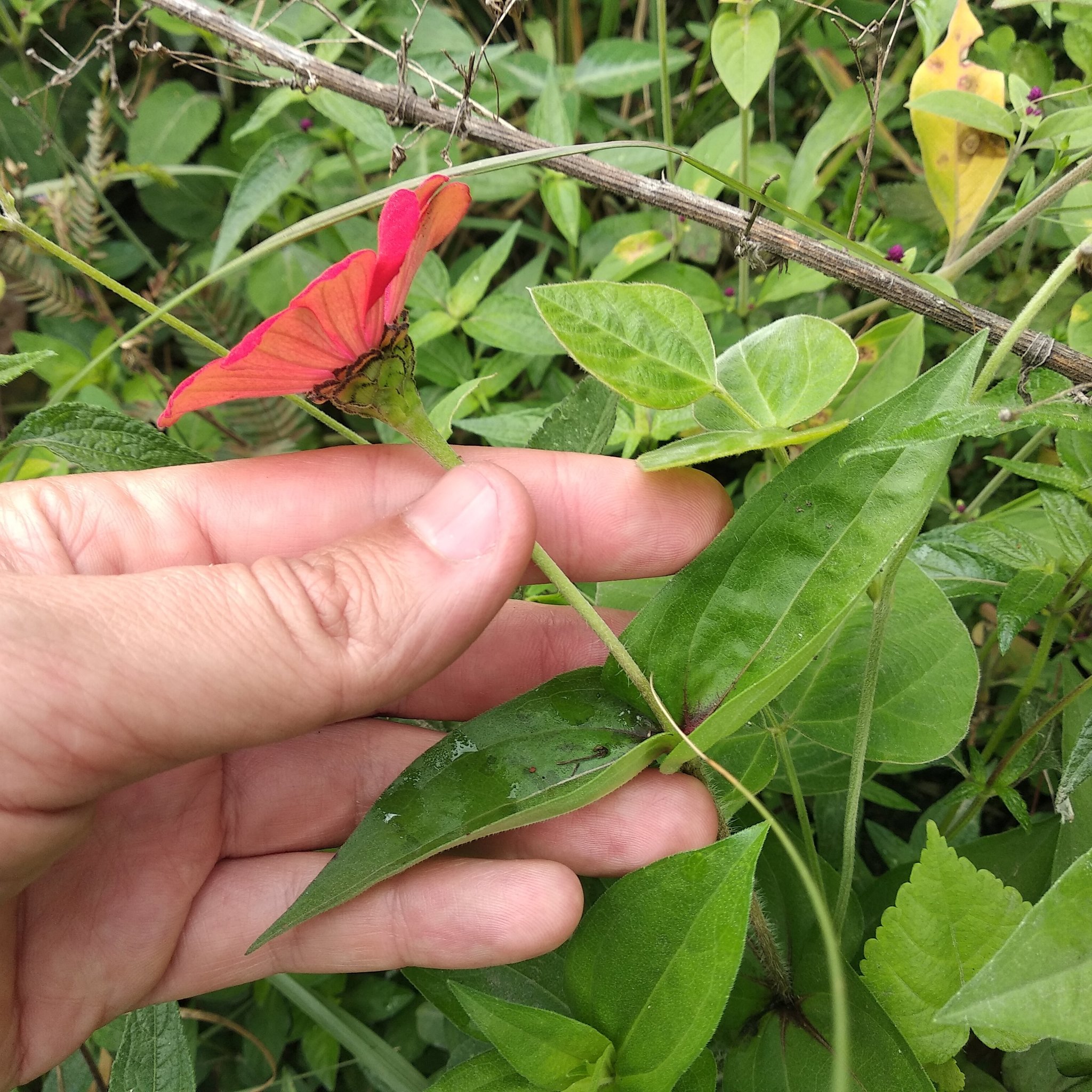 Zinnia image