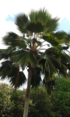 Pritchardia pacifica
