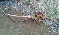 Pritchardia pacifica