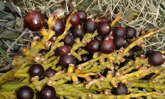 Pritchardia pacifica