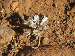 Allium nevadense