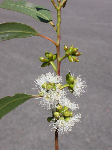 Eucalyptus quadrangulata
