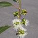 Eucalyptus quadrangulata - Photo (c) Dean Nicolle, algunos derechos reservados (CC BY-NC), subido por Dean Nicolle