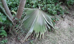 Pritchardia pacifica