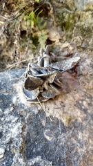 Lenophyllum guttatum