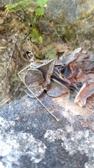 Lenophyllum guttatum