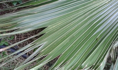 Pritchardia pacifica