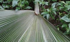 Pritchardia pacifica