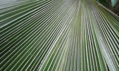 Pritchardia pacifica