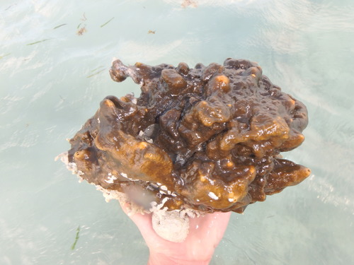 Mithraculus coryphe